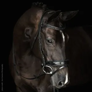 Malvern Saddlery CENTERLINE BAROQUE Dressage Bridle